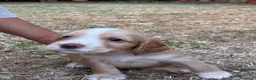 Cocker cani in vendita: VENDO CUCCIOLI COCKER SPANIEL INGLESE - Annuncio 6