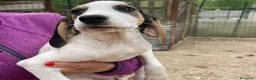 Meticcio cani in regalo: CHI ADOTTA QUESTE TENERE SORELLINE? - Annuncio 4