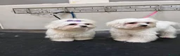 Maltese cani in vendita: Cucciola di Maltese a Provincia di Frosinone - Annuncio 3