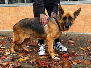 Pastore Tedesco cani GIANNA PASTORE TEDESCO - Annuncio 12