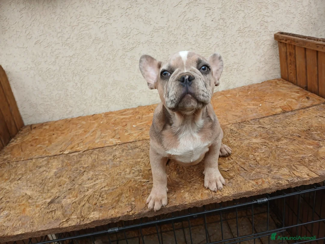 Bulldog Francese cani in vendita: Bulldog francesi merle e blu - Annuncio 2