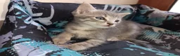 Altre razze gatti in vendita: Gattino (Padre Certosino) - Annuncio 10