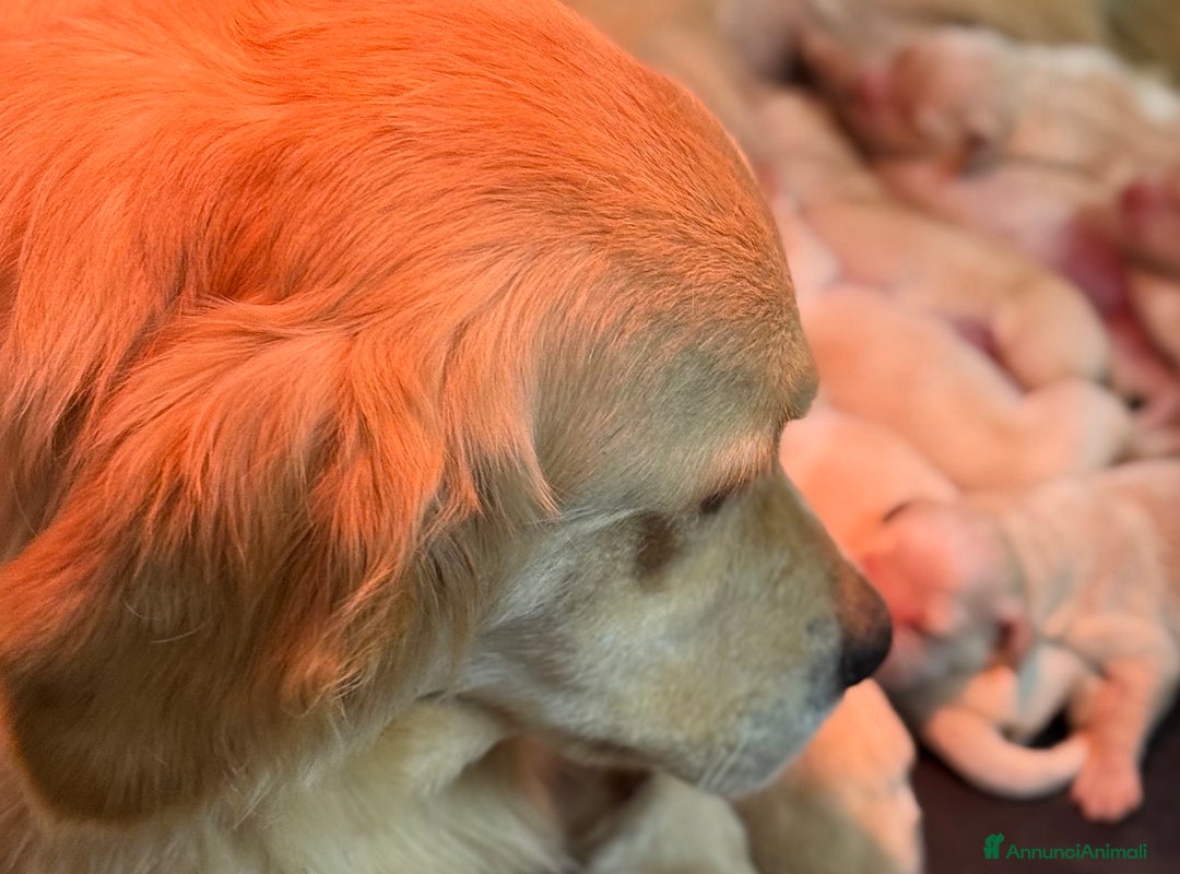Golden Retriever cani in vendita: Cuccioli Golden Retriever - Annuncio 2