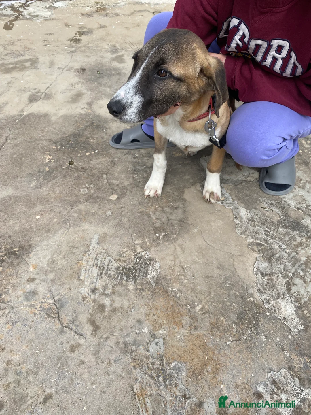 Meticcio cani in regalo: Cucciolo di meticcio in regalo a Libero consorzio comunale di Agrigento - Annuncio 3