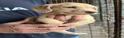 Meticcio cani in regalo: Olga 2 mesi mix lagotto - Annuncio 4