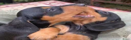 Bassotto cani in vendita: Cucciolo bassotto kaninchen/nano - Annuncio 24