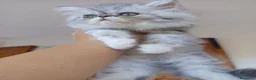 Persiano gatti in vendita: Gattino Persiano Cincillà  a Città metropolitana di Cagliari - Annuncio 8