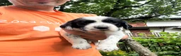 Setter Inglese cani in vendita: Cuccioli setter inglese  - Annuncio 6
