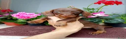 Bassotto cani in vendita: Bassotta pelo duro kaninchen cioccolato - Annuncio 8