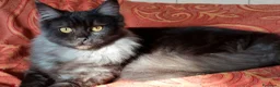 Maine Coon gatti in vendita: Cuccioli Maine coon maschio Black e femmine Tortie - Annuncio 2