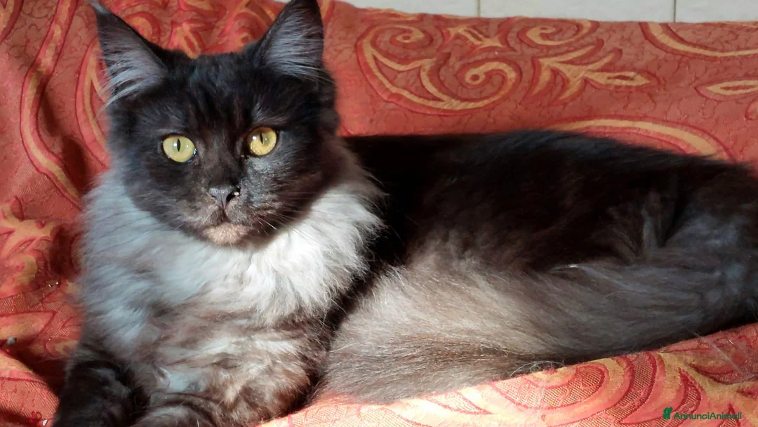 Maine Coon gatti in vendita: Cuccioli Maine coon maschio Black e femmine Tortie - Annuncio 2