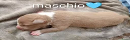 Pitbull cani in vendita: Cuccioli di american Pitbull  - Annuncio 6
