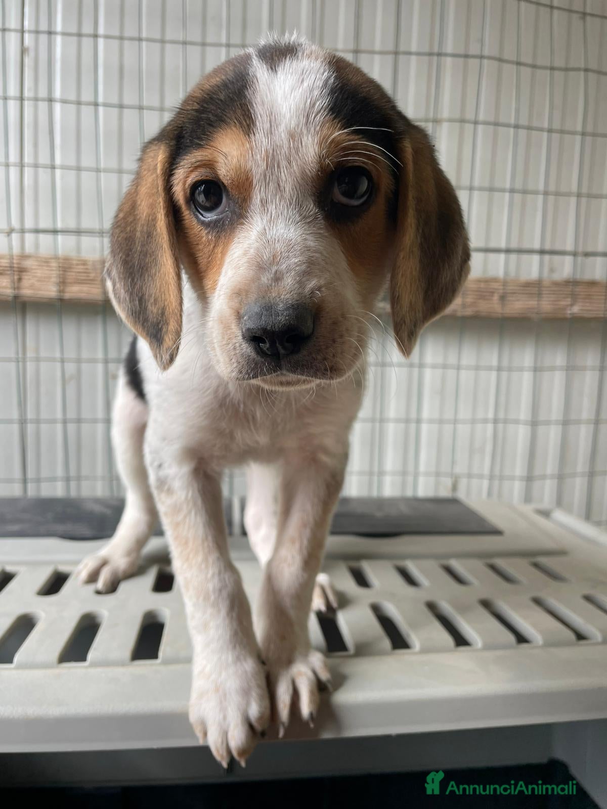 Meticcio cani LA BELLISSIMA E DOLCISSIMA CELIA - Annuncio 6