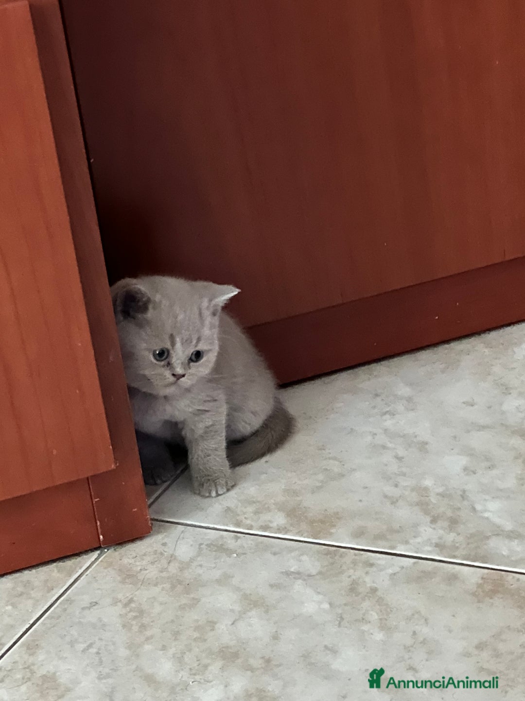 British gatti in vendita:  Cucciolata Gattini British Shorthair - Annuncio 7