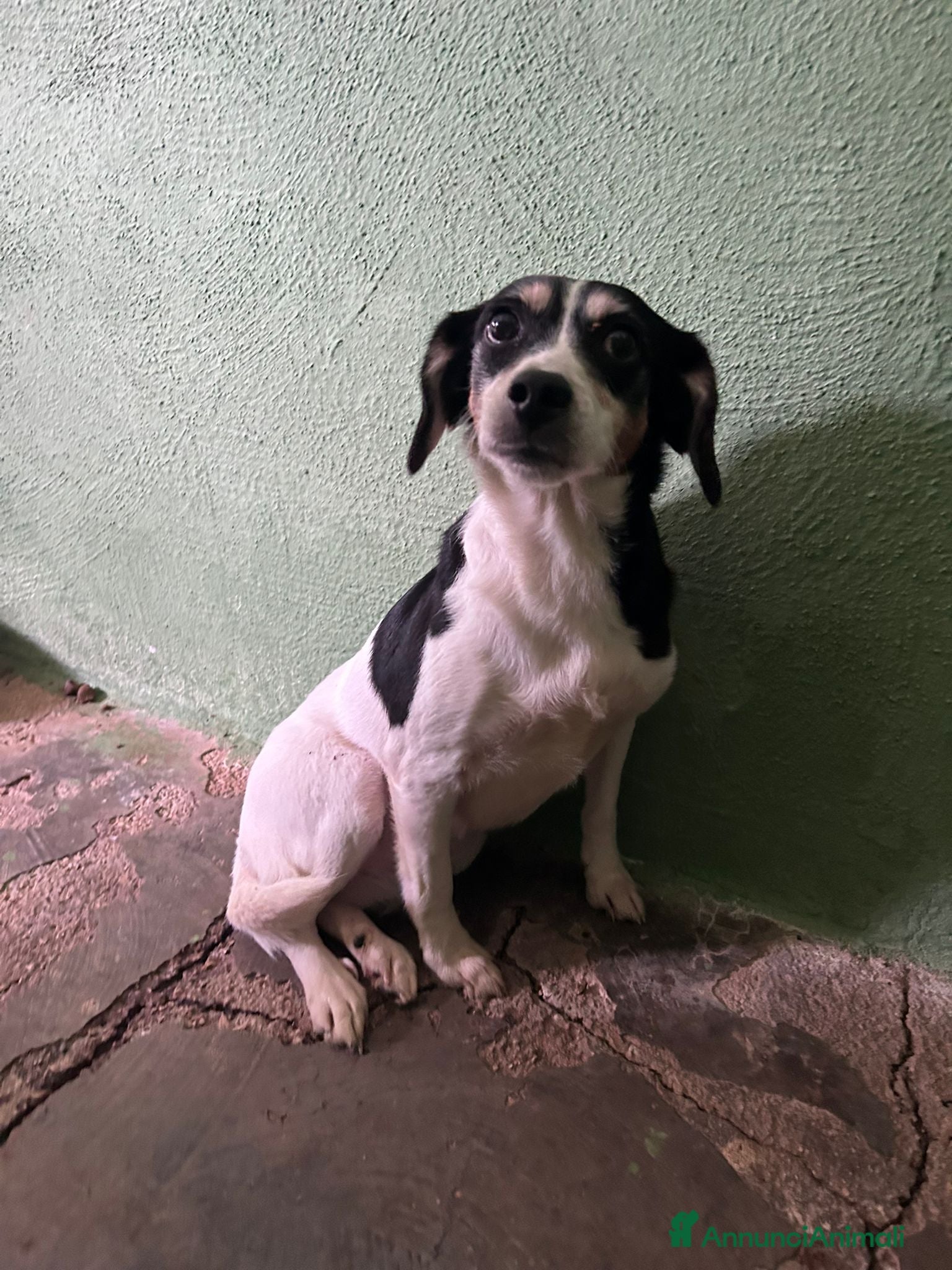Meticcio cani CAGNOLINA TAGLIA PICCOLA  - Annuncio 2