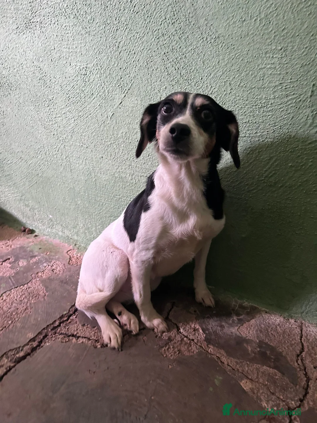 Meticcio cani in regalo: CAGNOLINA TAGLIA PICCOLA  - Annuncio 2