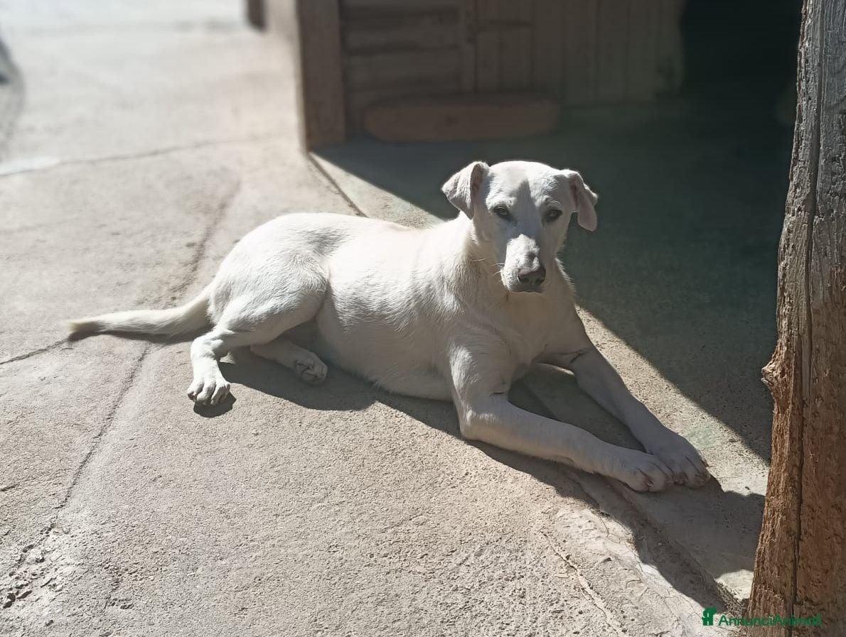 Meticcio cani Dina . - Annuncio 10