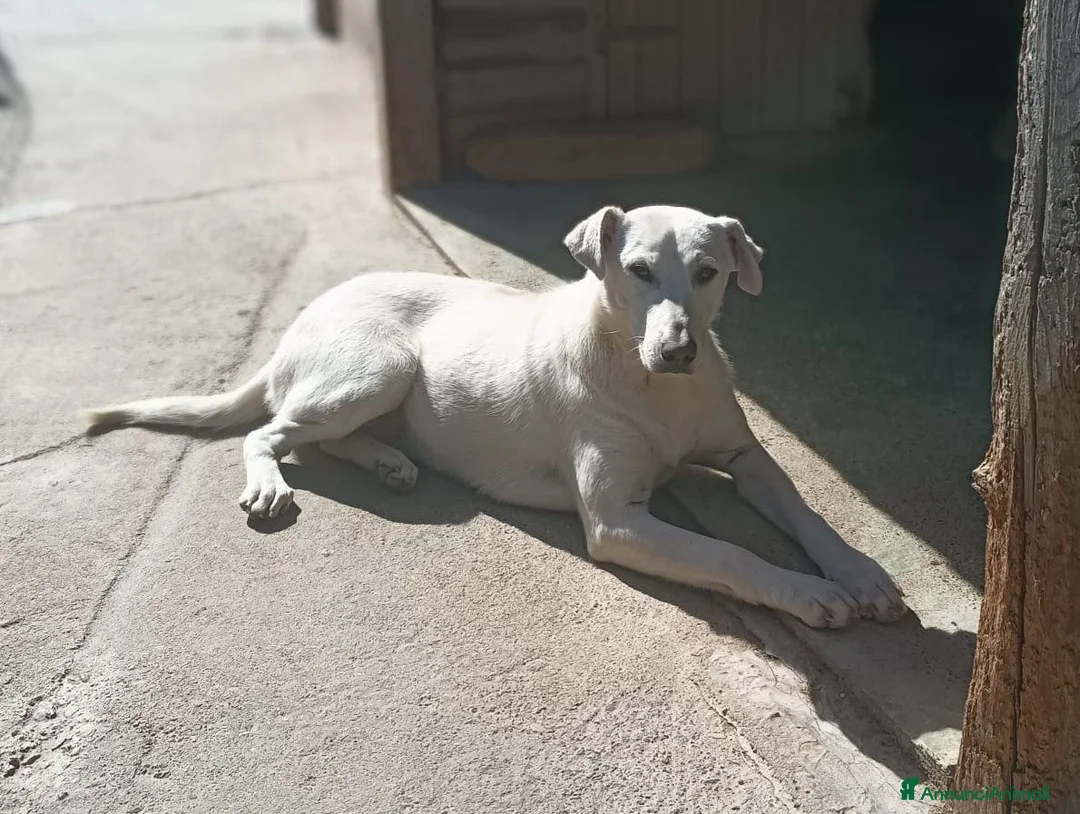 Meticcio cani in regalo: Dina . - Annuncio 1