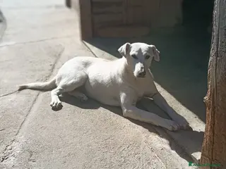 Meticcio cani Dina . - Annuncio 10