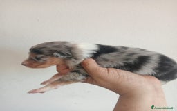 Australian Shepherd cani in vendita: Cuccioli di pastore australiano a Provincia di Ferrara - Immagine 4