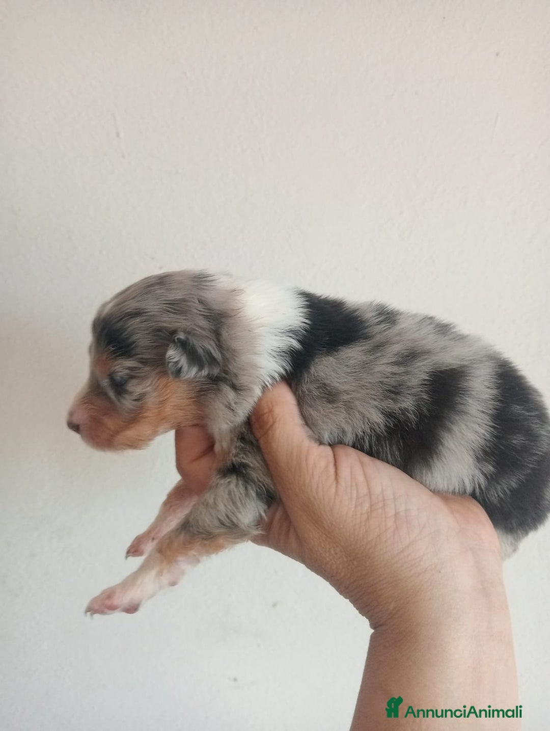 Australian Shepherd cani in vendita: Cuccioli di pastore australiano a Provincia di Ferrara - Immagine 4