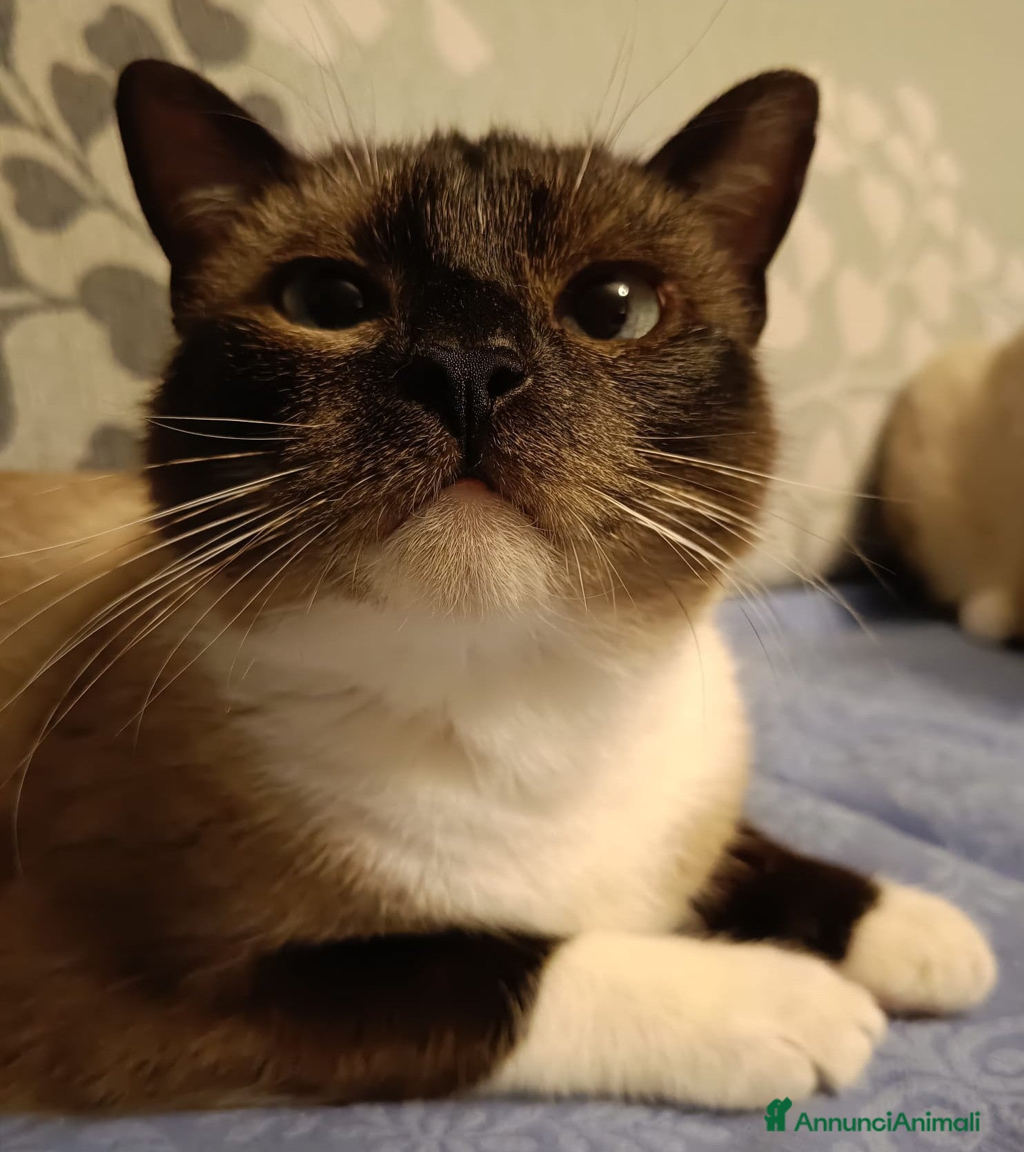 Siamese gatti in vendita: Meravigliosi siamesi - Annuncio 3