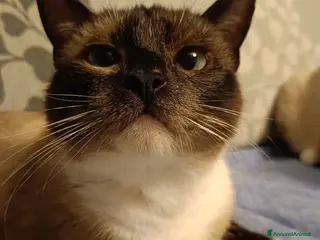 Siamese gatti in vendita: Meravigliosi siamesi - Annuncio 3