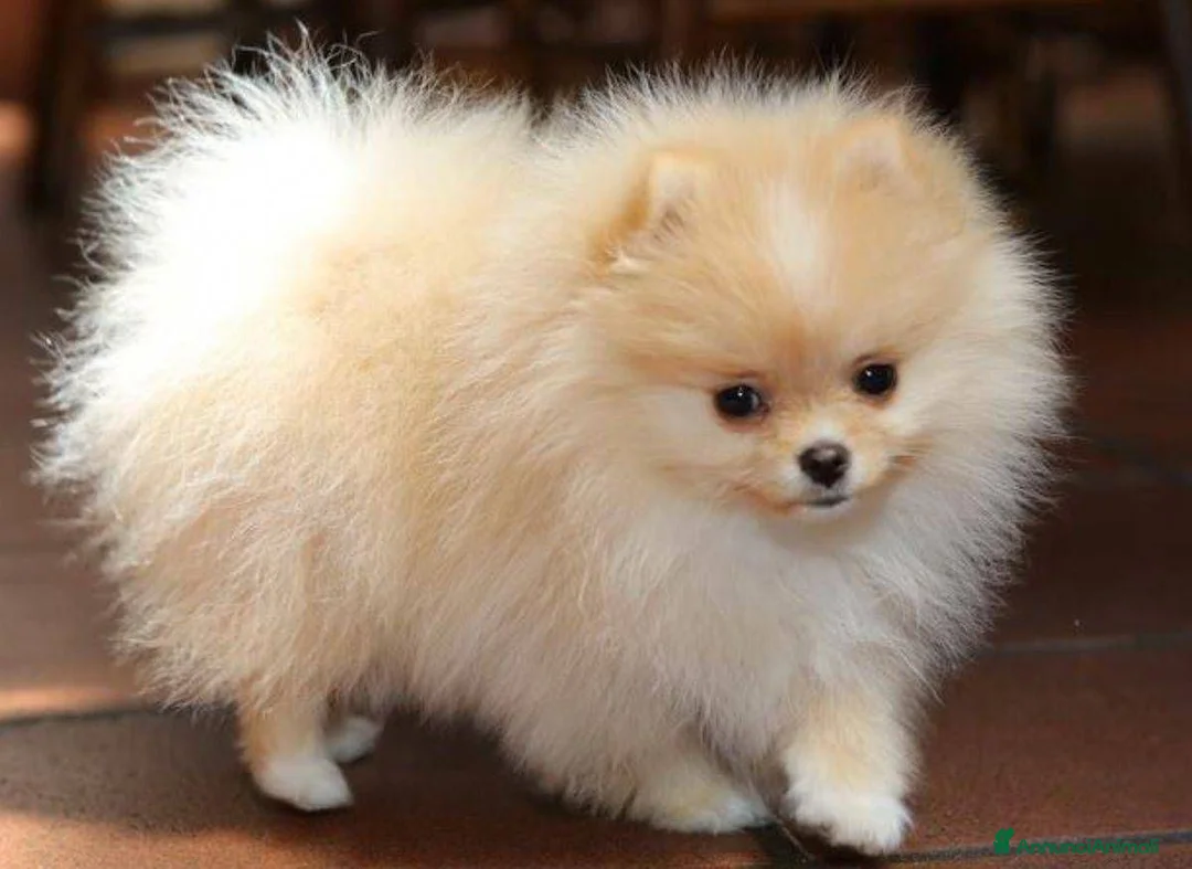 Volpino Pomerania cani in vendita: Cucciola di Pomerania  - Annuncio 2