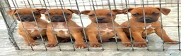 Staffordshire cani in vendita: Cuccioli Staffordshire Bull terrier  - Annuncio 1