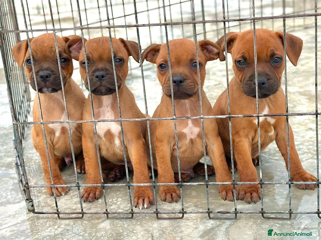 Staffordshire cani in vendita: Cuccioli Staffordshire Bull terrier  - Annuncio 1