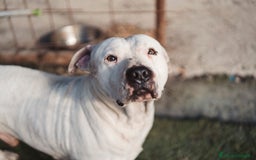 Pitbull cani in regalo: CIRO, PITBULL tanto dolce ma SOLO. a Città Metropolitana di Firenze - Immagine 2