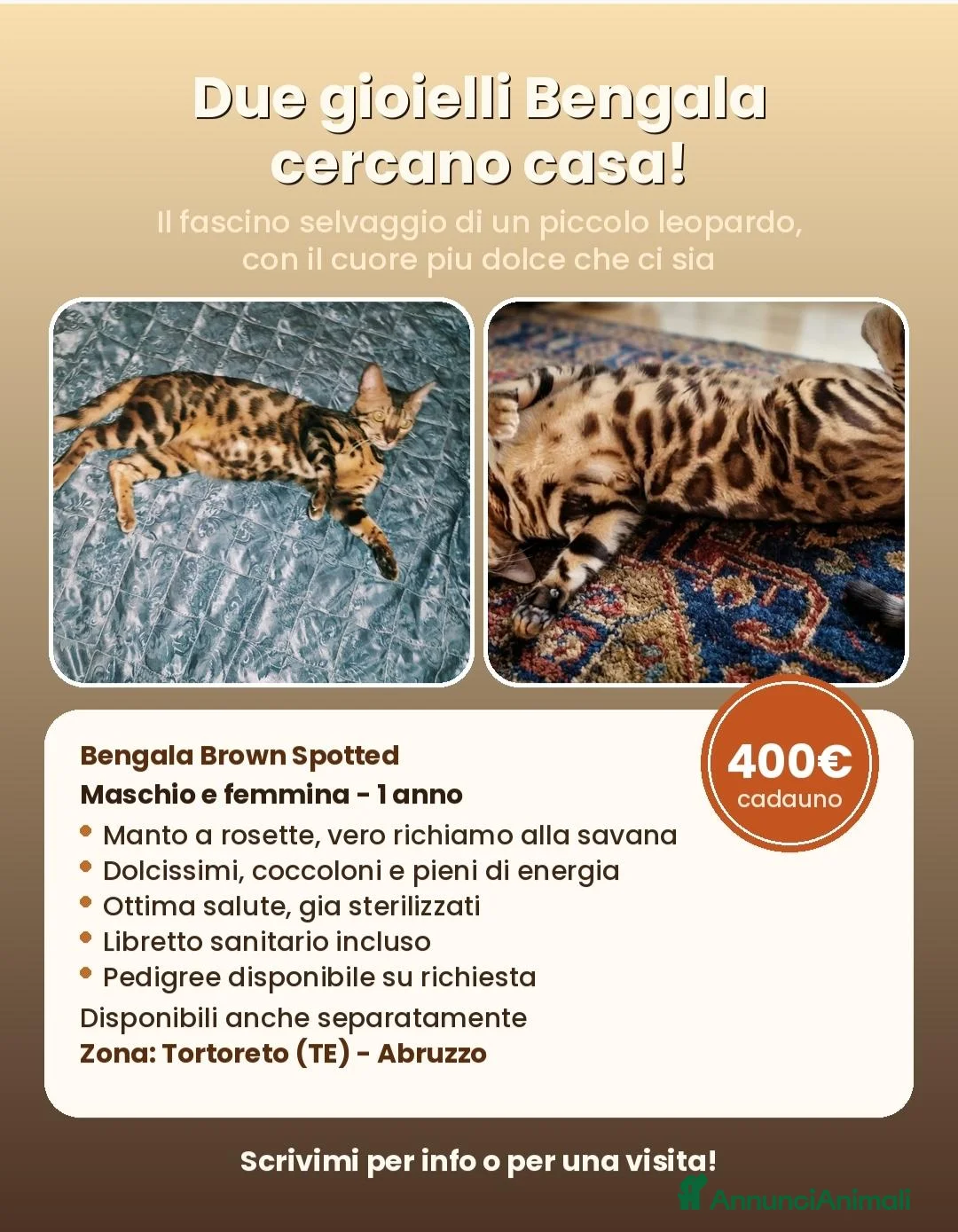 Bengala gatti in vendita: Bengala femmina e maschio  - Annuncio 1