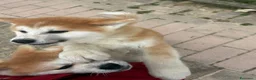 Akita Inu cani in regalo: Due cuccioli maschi di Akita  - Annuncio 2