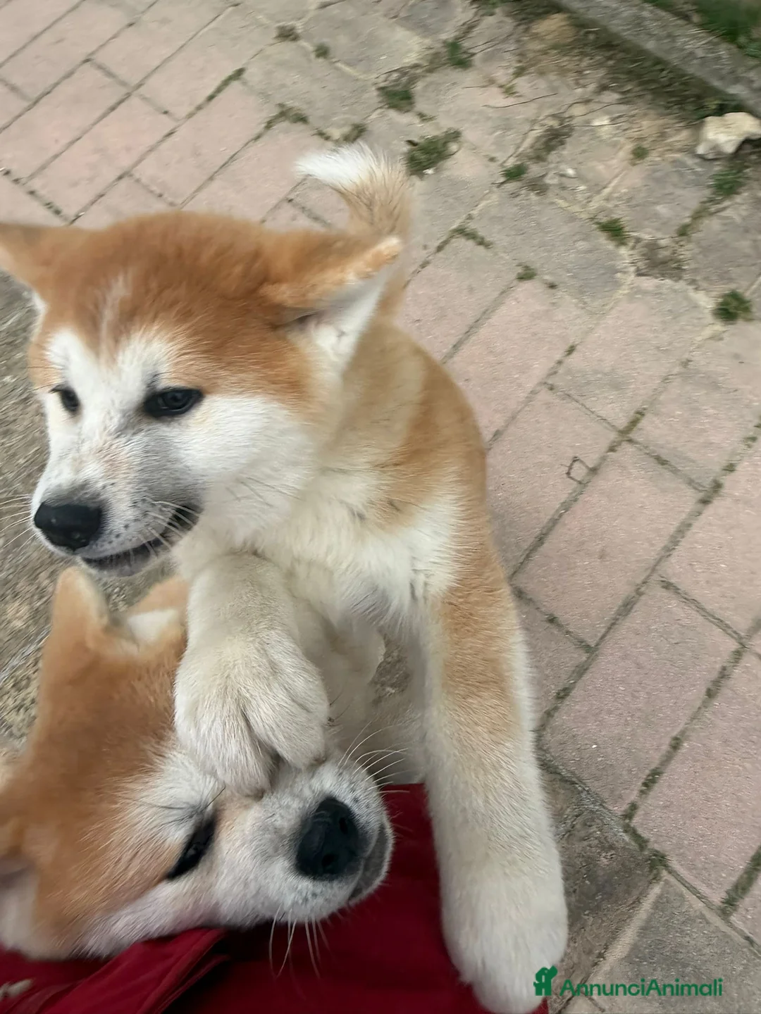 Akita Inu cani in regalo: Due cuccioli maschi di Akita  - Annuncio 2