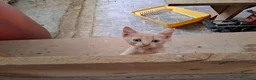 Altre razze gatti in regalo: Gattini cercano casa - Annuncio 7