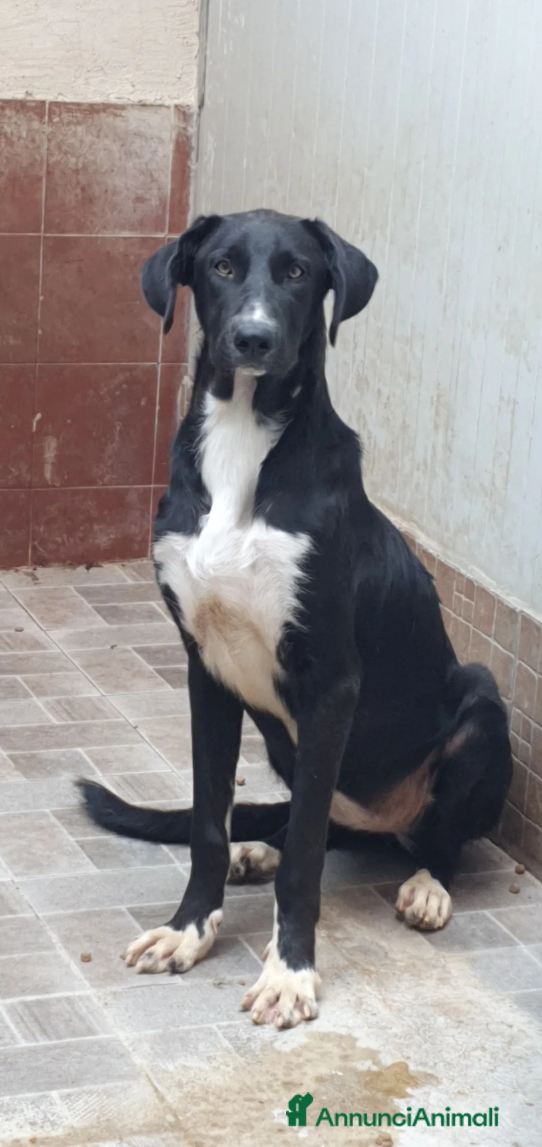 Meticcio cani in regalo: Matilde in canile a Provincia di Rovigo - Annuncio 1