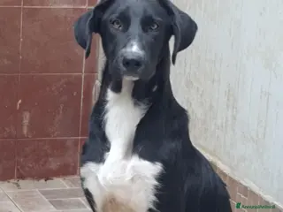 Meticcio cani Matilde in canile - Annuncio 18