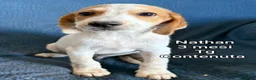 Meticcio cani in regalo: CUCCIOLI: URGENTE, TEMPO SCADUTO  a Provincia di Arezzo - Annuncio 5