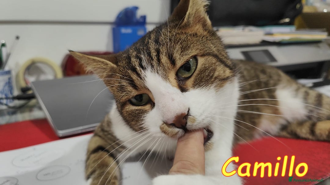 Europeo gatti in regalo: ADOZIONE URGENTE. RINUNCIA DI PROPRIETA’ - Annuncio 5