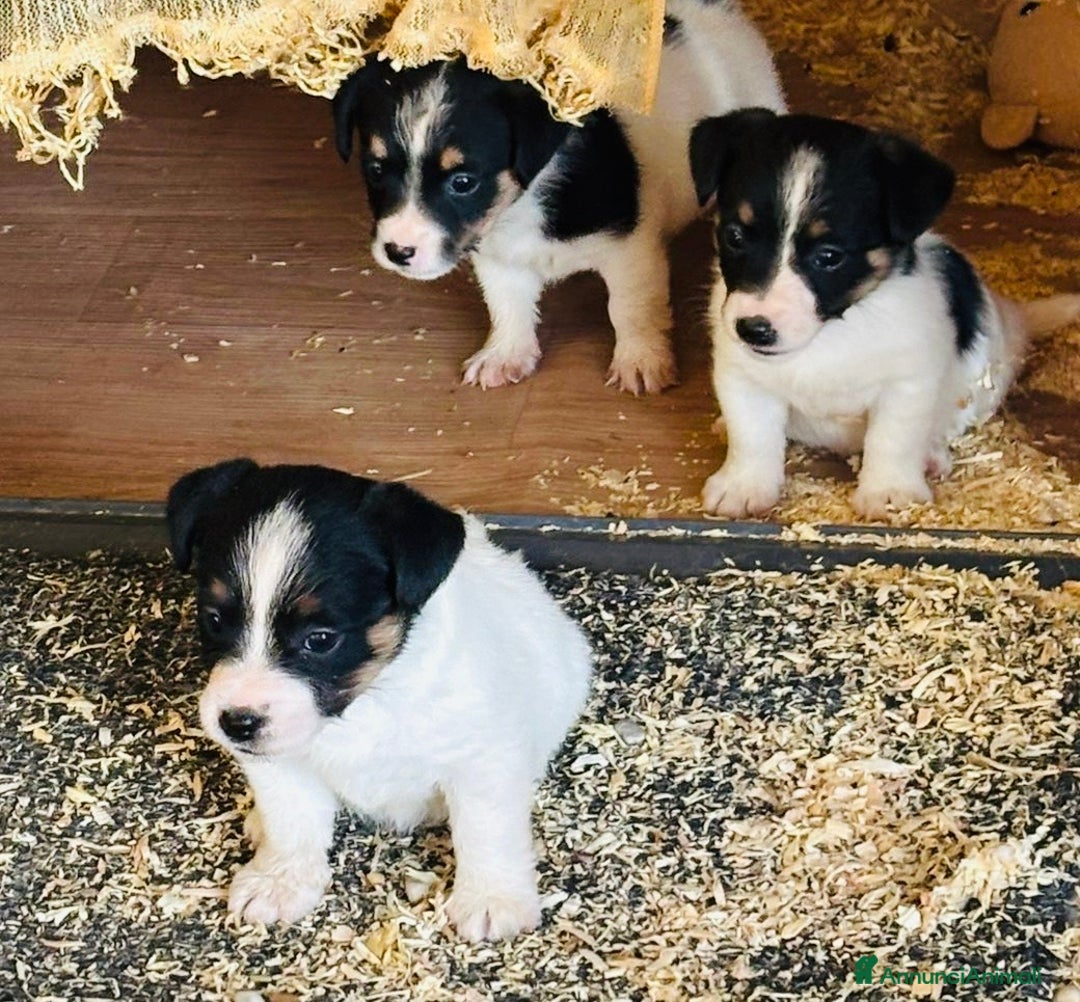 Jack Russell cani in vendita: Jack Russell pelo broken/ruvido a Calenzano - Immagine 11