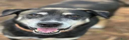 Meticcio cani in regalo: MusettoOLTRE 11ANNI DI CANILE!DEVE MORIRE LÌ?CATAN - Annuncio 4