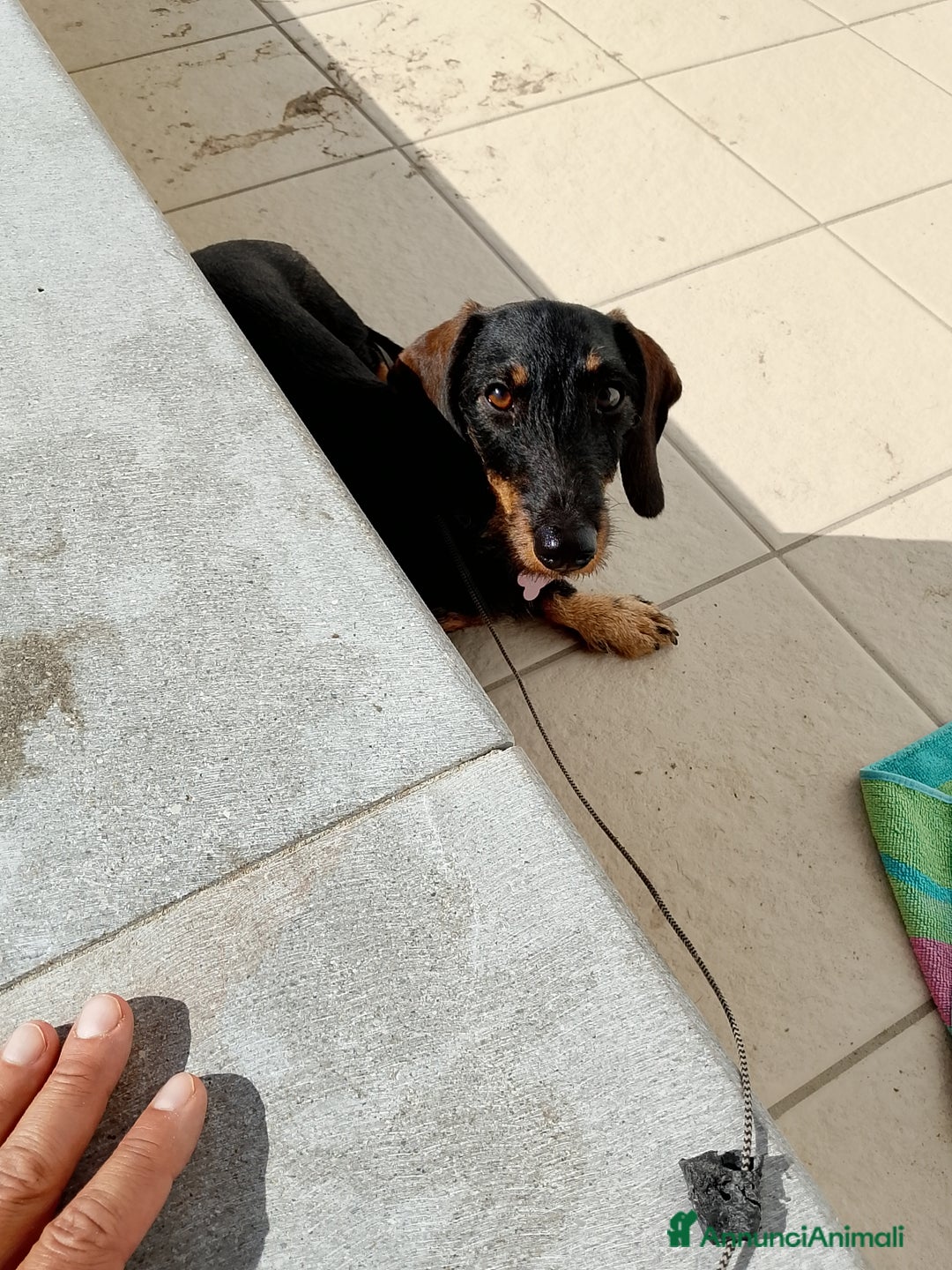 Bassotto cani in vendita: Bassotta 18 mesi taglia nana  - Annuncio 5