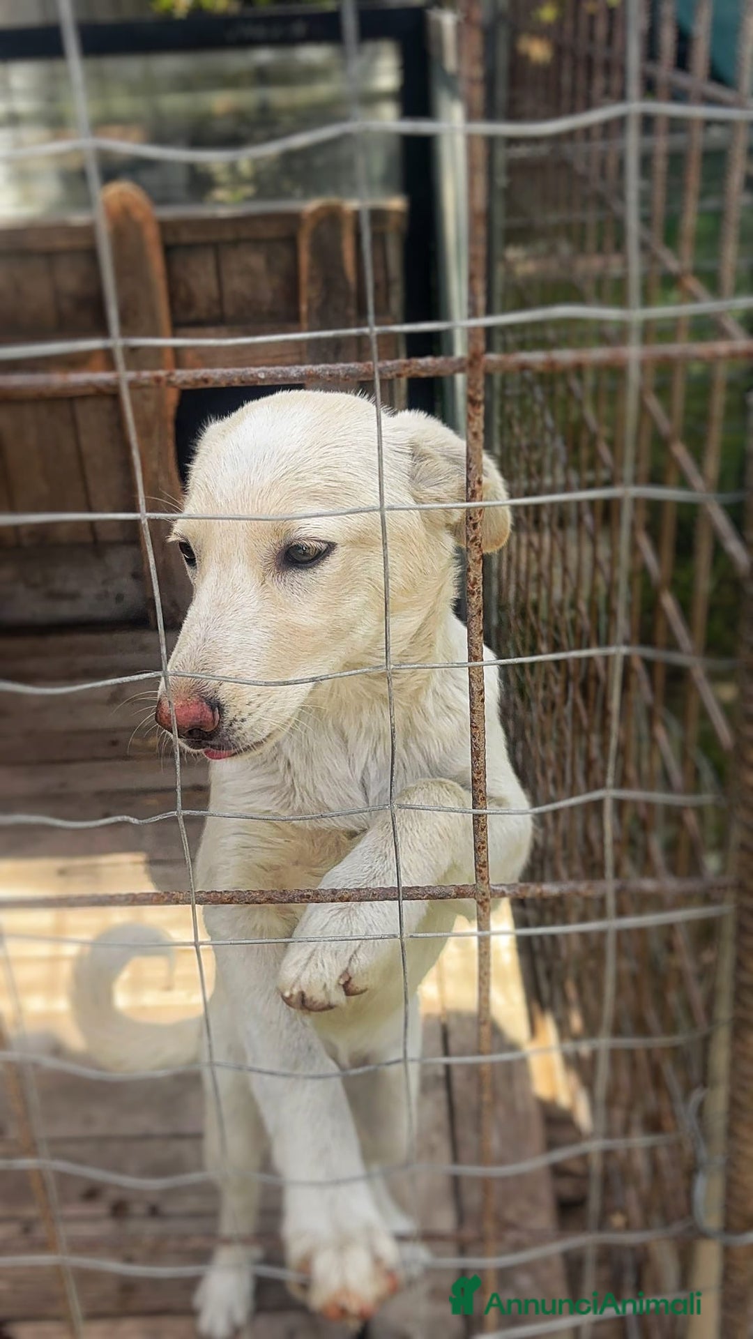 Meticcio cani in regalo: ZOOMY 🩷 - cucciola taglia medio-piccola 🆘 - Annuncio 3