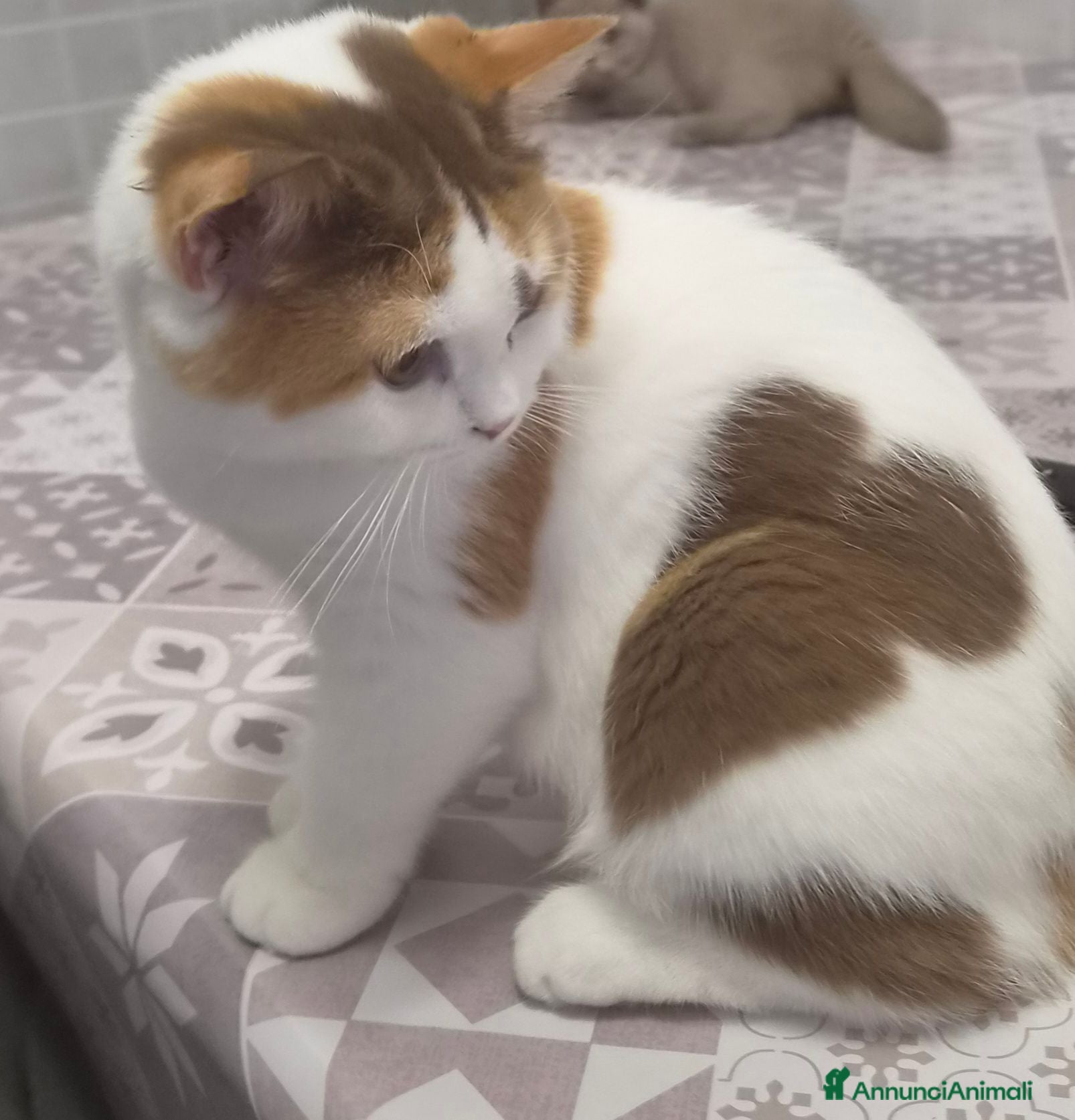 British gatti British shorthair  - Annuncio 2