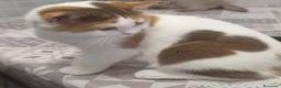 British gatti in vendita: British shorthair  - Annuncio 1