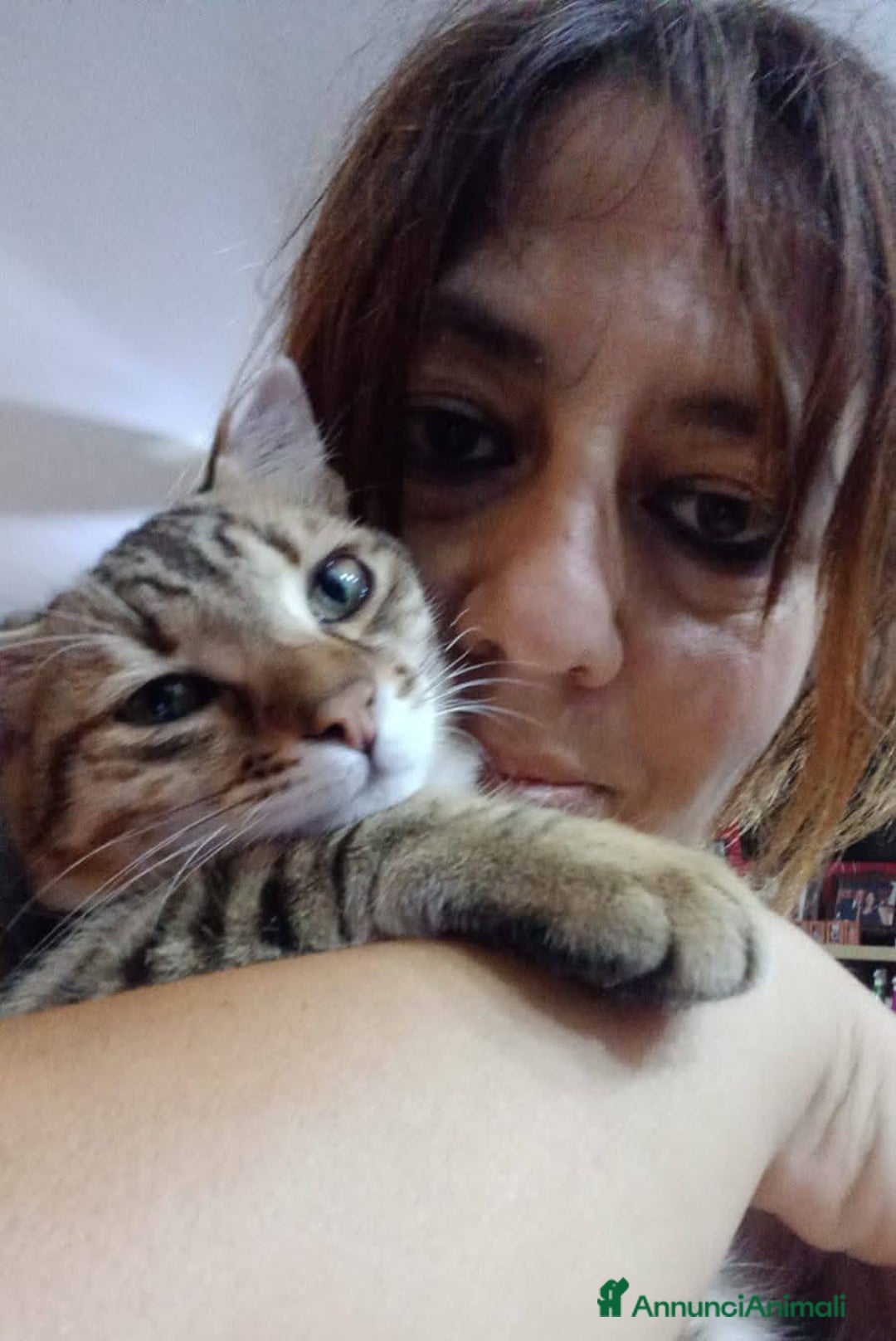 Europeo gatti in regalo: STITCH, adorabile gattino in adozione ! - Annuncio 5