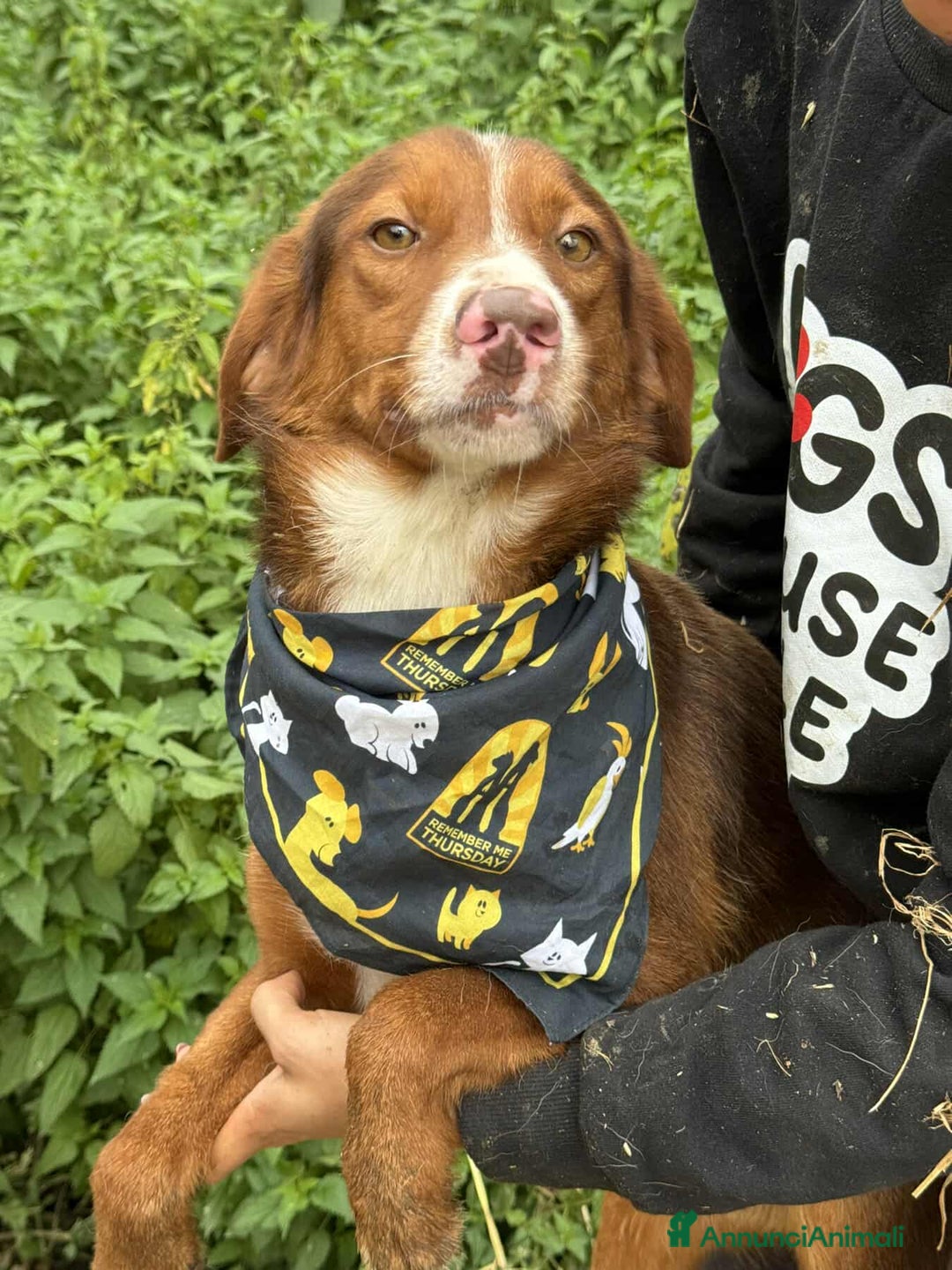 Meticcio cani in regalo: MUFFIN, il cucciolone più DOLCE! - Annuncio 3