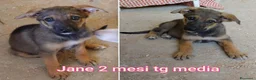 Meticcio cani in regalo: TENERI CUCCIOLI IN CERCA D'AMORE  a Provincia di Modena - Annuncio 2