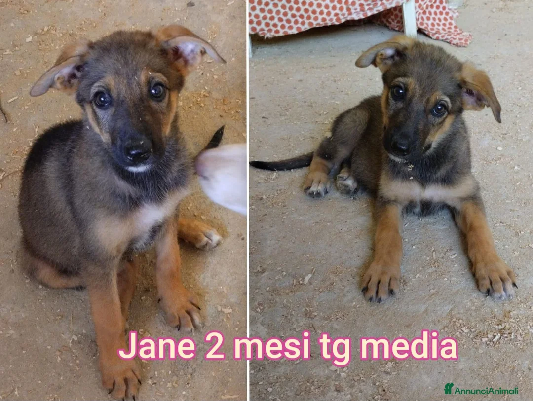 Meticcio cani in regalo: TENERI CUCCIOLI IN CERCA D'AMORE  a Provincia di Modena - Annuncio 2