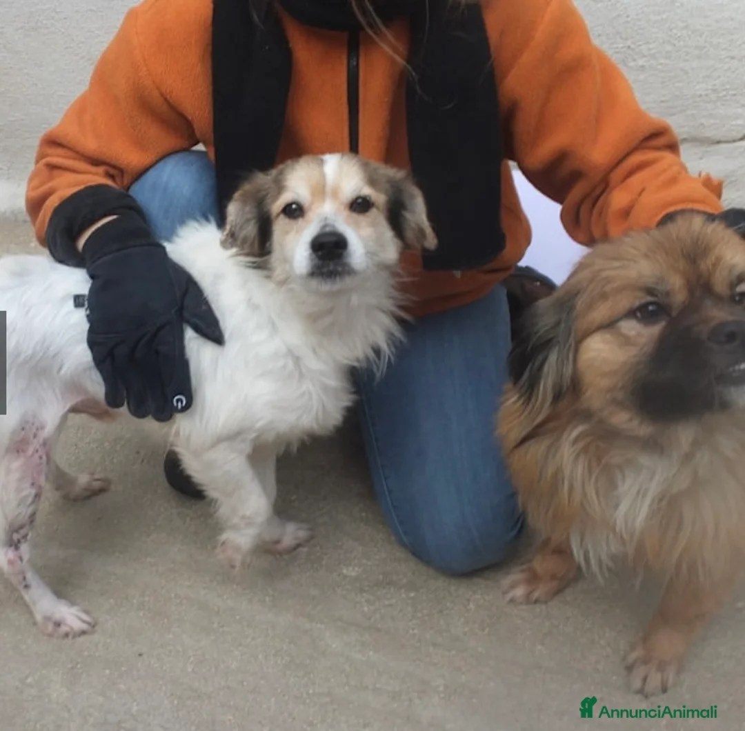 Altre razze cani in regalo: OTTO, un vero amore, taglia piccola  -12 kg  - Annuncio 3